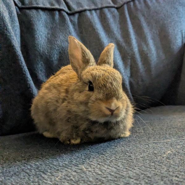 SPROUT