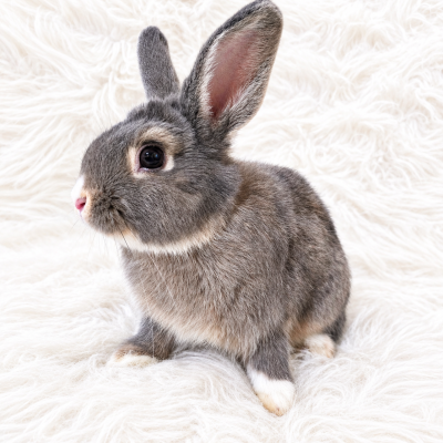 CILANTRO