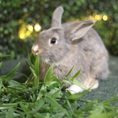 CILANTRO