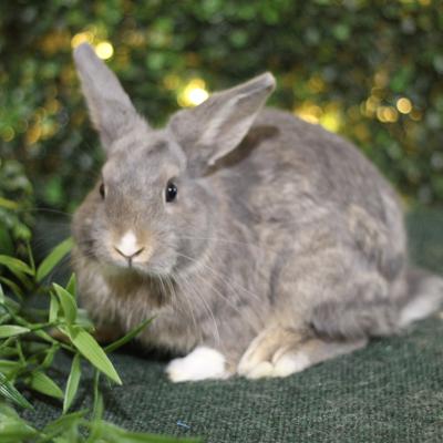 CILANTRO