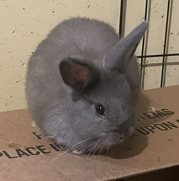 SYLVESTER