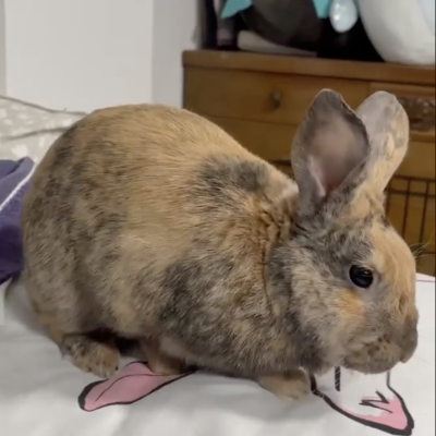 PLAYBOY
