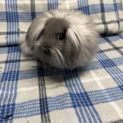 CHUCK
