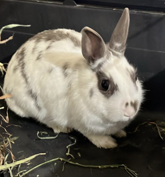 cute bun