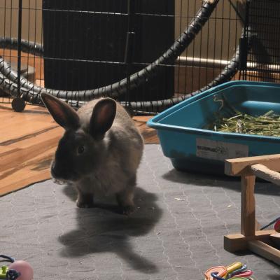 Porter